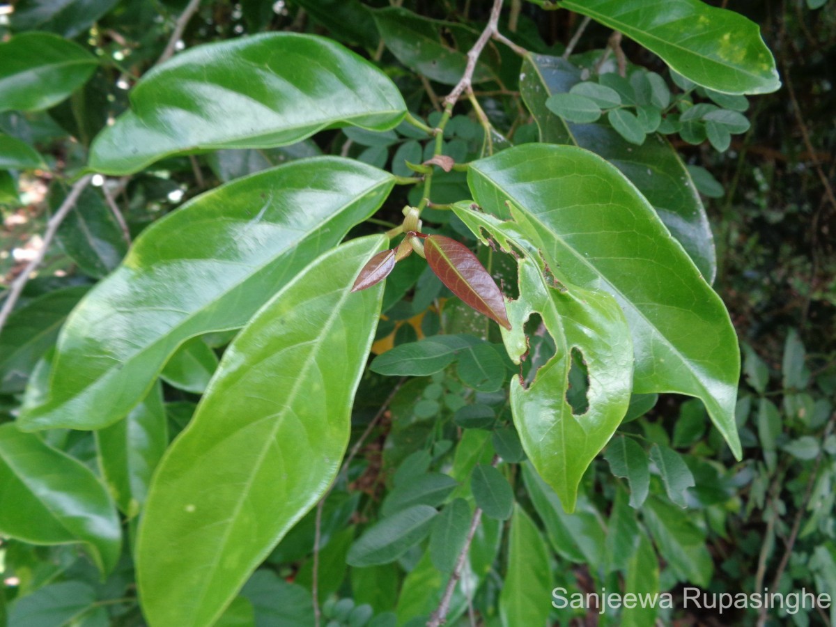 Aporosa cardiosperma (Gaertn.) Merr.